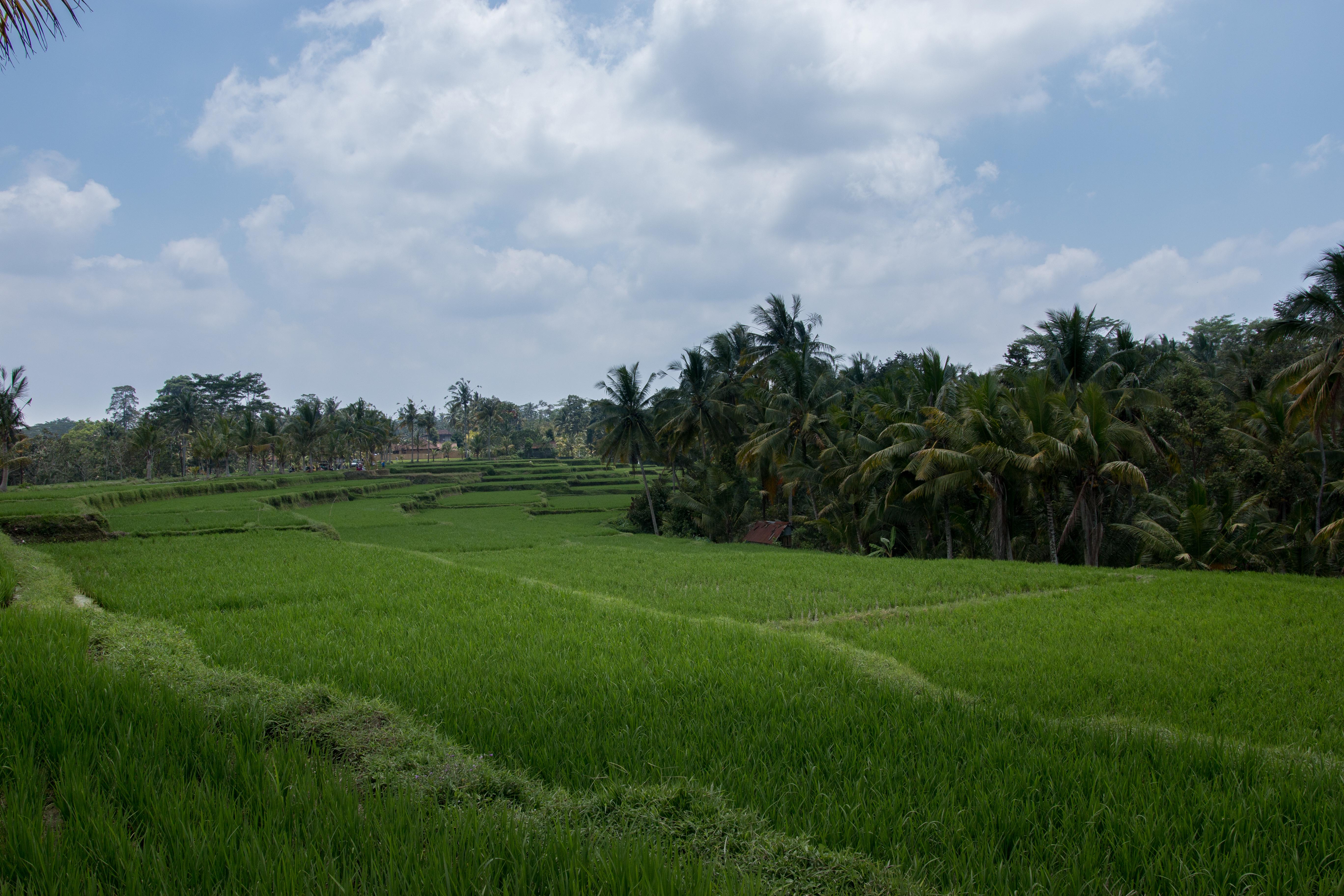 Onje Resort And Villas Ubud Exterior foto