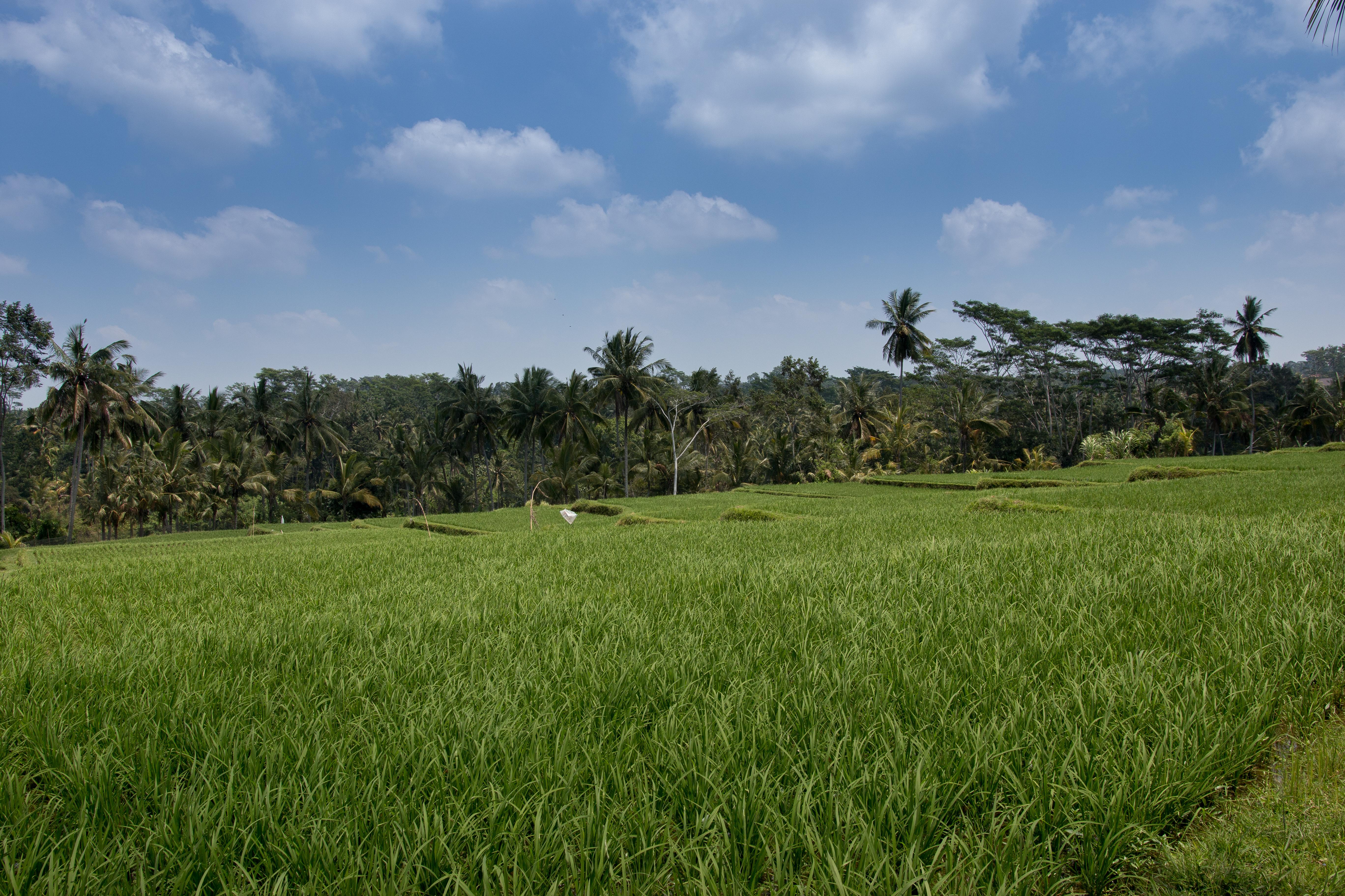 Onje Resort And Villas Ubud Exterior foto