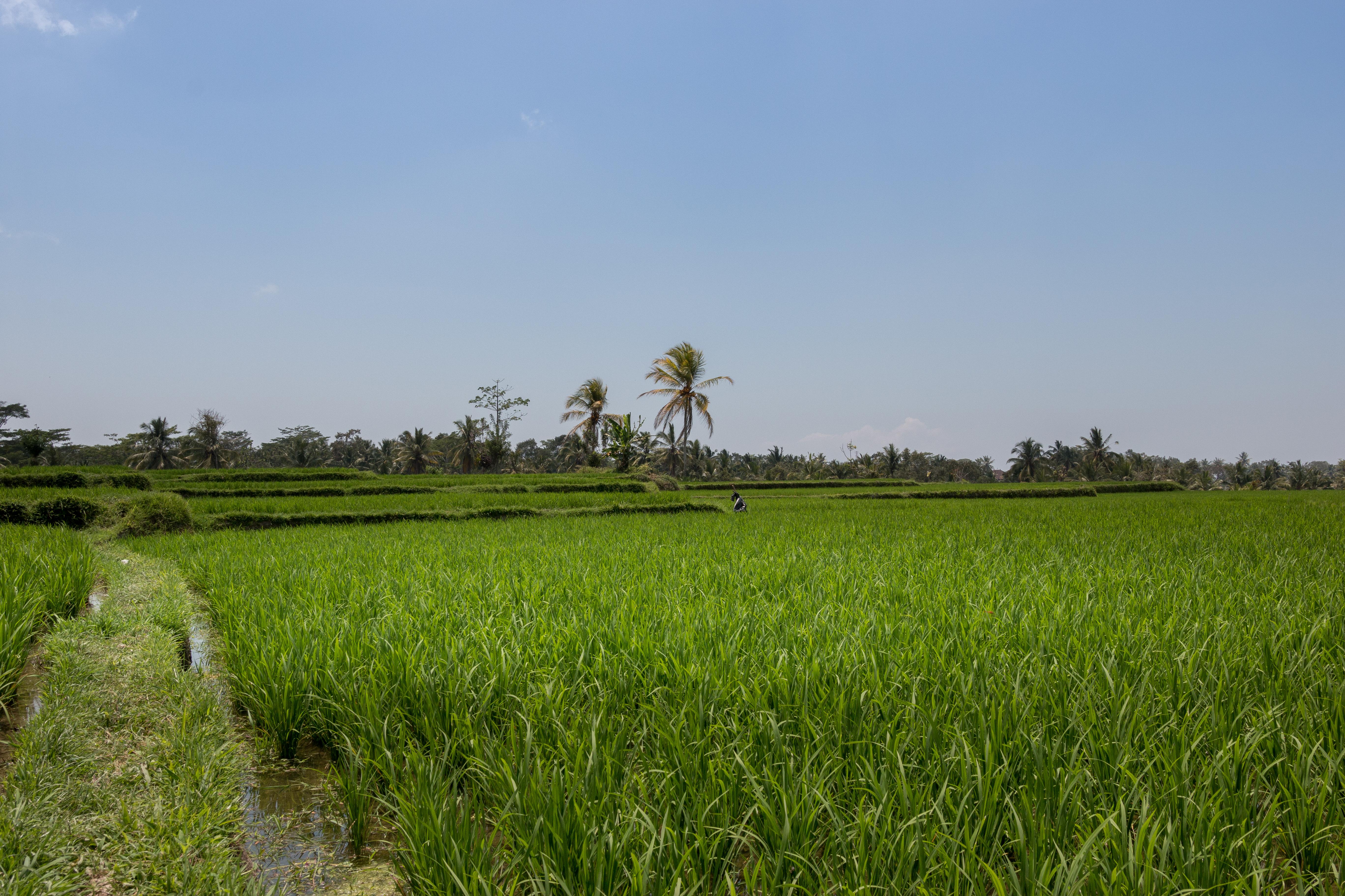 Onje Resort And Villas Ubud Exterior foto