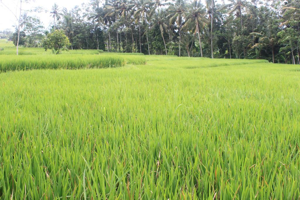 Onje Resort And Villas Ubud Exterior foto